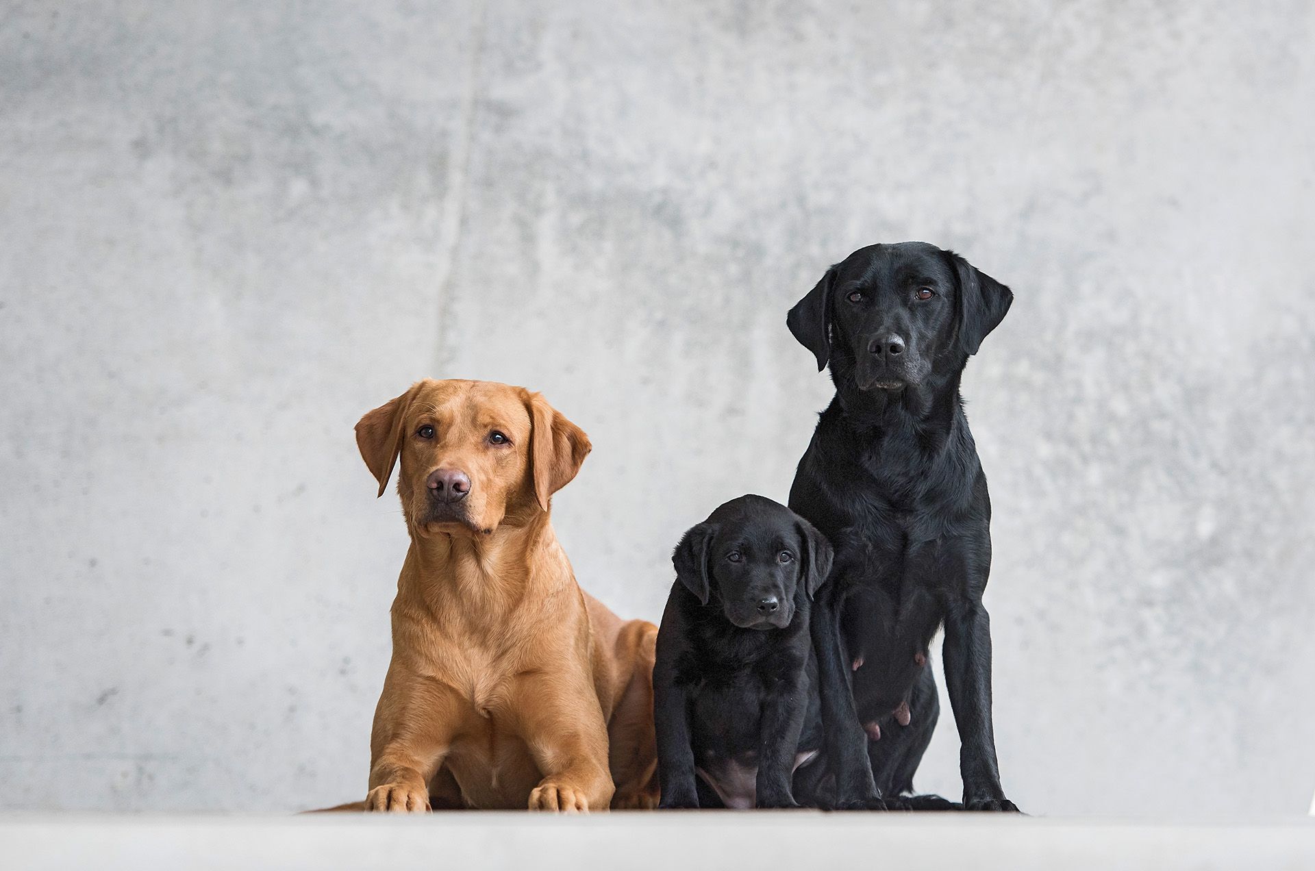'AKTUELL' Labrador Retriever Zucht 'vom Mitteldeich'